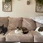 Property, White, Comfort, Picture Frame, Plant, Couch, Interior Design, Lighting, Wood, Living Room, Grey, Carnivore, Wall, Houseplant, Lamp, Linens, Rectangle, Companion dog