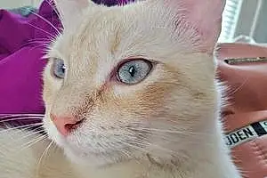 Siamese Cat Tabasco