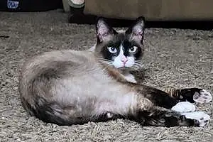 Name Siamese Cat Banjo
