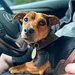 Dog breed, Dog, Carnivore, Vehicle Door, Snout, Whiskers, Working Animal, Comfort, Fawn, Companion dog, Windshield, Nail, Automotive Mirror, Steering Part, Canidae, Steering Wheel, Car Seat, Collar