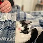 Hand, Cat, Comfort, Textile, Carnivore, Felidae, Whiskers, Snout, Small To Medium-sized Cats, Linens, Domestic Short-haired Cat, Mobile Phone, Furry friends, Room, Human Leg, Nail, Paw, Child, Sitting, Nap