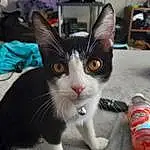 Cat, Picture Frame, Eyes, Carnivore, Felidae, Whiskers, Television, Bottle, Small To Medium-sized Cats, Aluminum Can, Cable Television, Snout, Tin Can, Tail, Beverage Can, Furry friends, Domestic Short-haired Cat, Plastic Bottle, Paw