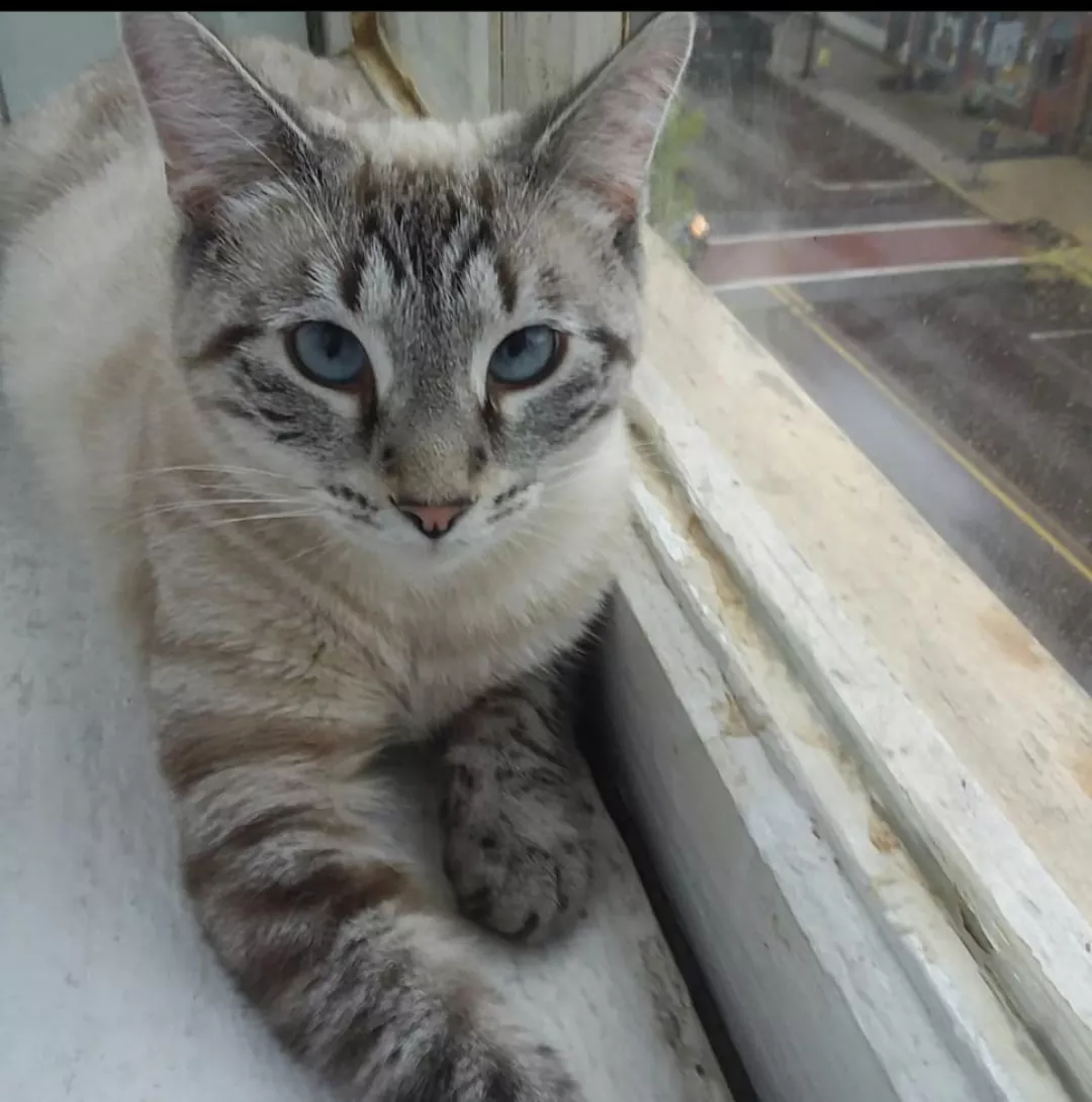 Bengal Cat Hera