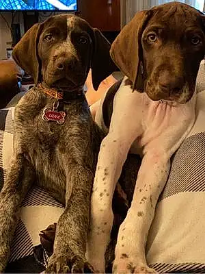 German shorthaired pointer Dog Rosce And Luna