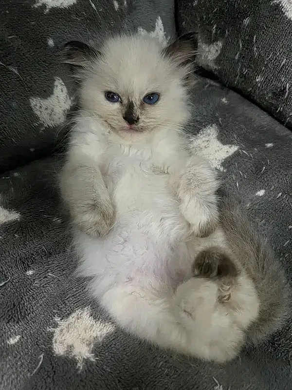 Cat, Carnivore, Felidae, Small To Medium-sized Cats, Grey, Whiskers, Fawn, Snout, Tail, Paw, Terrestrial Animal, Furry friends, Claw, Ragdoll, Comfort, Sitting, Companion dog, Persian, British Longhair