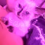 Purple, Carnivore, Petal, Violet, Pink, Fawn, Magenta, Dog, Whiskers, Companion dog, Snout, Dog breed, Felidae, Plant, Toy Dog, Small To Medium-sized Cats, Electric Blue, Event, Furry friends, Paw