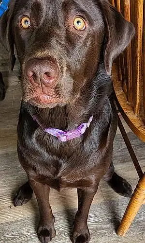 Name Labrador Retriever Dog Esther
