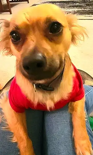 Name Chihuahua Dog Liam