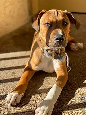 Name Pitt Bull Terrier Dog Braxton
