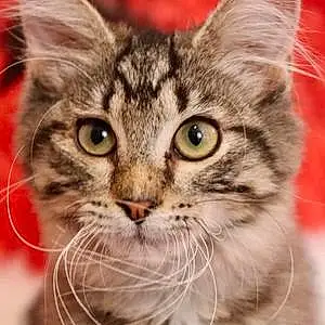 Name Maine Coon Cat Eloise