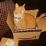 Cat, Felidae, Shipping Box, Carnivore, Whiskers, Fawn, Comfort, Small To Medium-sized Cats, Carton, Packaging And Labeling, Packing Materials, Box, Cardboard, Tail, Domestic Short-haired Cat, Couch, Furry friends, Lap, Paper Bag