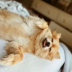 Pomeranian Dog Mia