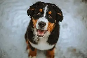 Name Bernese Mountain Dog Dog Atticus