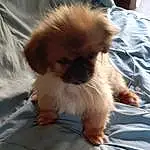 Dog, Dog breed, Carnivore, Companion dog, Fawn, Toy Dog, Liver, Snout, Tail, Working Animal, Whiskers, Furry friends, Canidae, Pekingese, Non-sporting Group, Japanese Chin, Tibetan Spaniel, Terrestrial Animal, Ancient Dog Breeds