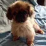 Dog, Dog breed, Carnivore, Fawn, Companion dog, Small To Medium-sized Cats, Whiskers, Felidae, Comfort, Tail, Toy Dog, Furry friends, Paw, Canidae, Working Animal, Spitz, Non-sporting Group, Japanese Chin, Linens