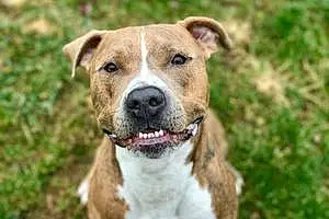 Name American Staffordshire Terrier Dog Dalton