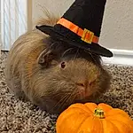 Pumpkin, Whiskers, Winter Squash, Cucurbita, Calabaza, Halloween, Snout, Gourd, Rodent, Guinea Pig
