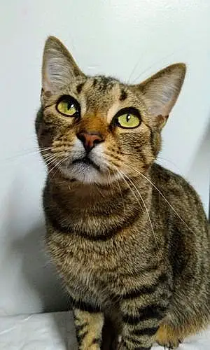 Name Bengal Cat Gabriel