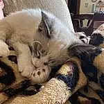Cat, Felidae, Carnivore, Whiskers, Fawn, Comfort, Small To Medium-sized Cats, Snout, Terrestrial Animal, Cat Bed, Dog breed, Companion dog, Furry friends, Paw, Nap, Home Appliance, Claw, Balinese, Cat Supply, Canidae