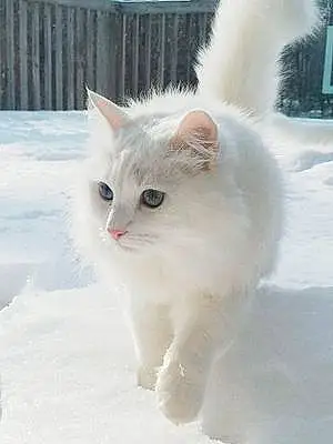 Name Ragdoll Cat Avalanche