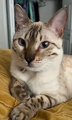Bengal Cat Luna