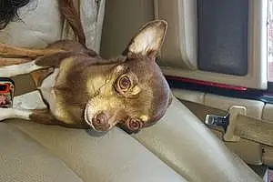 Name Chihuahua Dog Gizzy