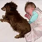 Dog, Carnivore, Dog breed, Companion dog, Working Animal, Liver, Furry friends, Fun, Toddler, Comfort, Working Dog, Art, Drawing