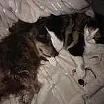 Dog, Dog breed, Carnivore, Comfort, Felidae, Companion dog, Small To Medium-sized Cats, Whiskers, Snout, Cat, Tail, Canidae, Furry friends, Silken Windhound, Working Animal, Liver, Nap, Paw, Bed