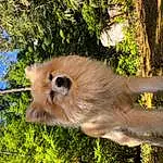 Primate, Dog breed, Carnivore, Companion dog, Fawn, Terrestrial Animal, Gibbon, Snout, Sky, Tree, Tail, Felidae, Canidae, Furry friends, Grass, German Spitz Klein, Langur, Macaque