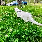 Plant, Dog, Green, Tree, Dog breed, Flower, Carnivore, Botany, Vegetation, Grass, Companion dog, Groundcover, Shrub, Grassland, Meadow, People In Nature, Lawn, Tail, Petal