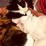 Cat, Carnivore, Comfort, Felidae, Small To Medium-sized Cats, Ear, Whiskers, Tail, Snout, Paw, Domestic Short-haired Cat, Furry friends, Lap, Nap, Dog breed, Claw, Canidae, Human Leg, Sleep, Companion dog