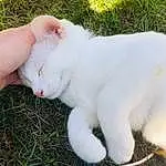 Cat, Green, Felidae, Plant, Carnivore, Grass, Small To Medium-sized Cats, Whiskers, Fawn, Tail, Snout, Terrestrial Animal, Ball, Furry friends, Domestic Short-haired Cat, Livestock, Pasture, Paw, Easter, Goats