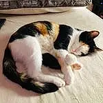 Cat, Carnivore, Comfort, Felidae, Whiskers, Small To Medium-sized Cats, Wood, Snout, Tail, Hardwood, Domestic Short-haired Cat, Paw, Furry friends, Claw, Room, Linens, Remote Control, Canidae, Nap