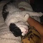 Cat, Felidae, Comfort, Dog breed, Carnivore, Small To Medium-sized Cats, Fawn, Whiskers, Tail, Snout, Companion dog, Paw, Canidae, Furry friends, Domestic Short-haired Cat, Nap, Claw, Foot, Linens