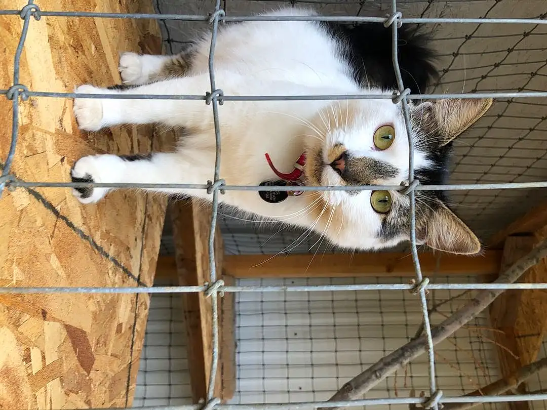 Cat, Felidae, Carnivore, Small To Medium-sized Cats, Whiskers, Collar, Line, Fawn, Wood, Mesh, Snout, Tail, Pet Supply, Animal Shelter, Fence, Wire Fencing, Domestic Short-haired Cat, Cage, Furry friends