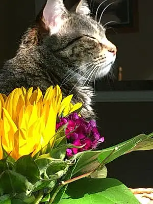 Flower Cat Allie