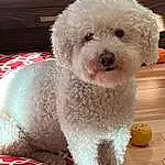 Dog, Dog breed, Carnivore, Companion dog, Toy Dog, Poodle, Water Dog, Snout, Terrier, Labradoodle, Canidae, Furry friends, Goldendoodle, Maltepoo, Puppy love, Poodle Crossbreed, Dog Collar, Cockapoo, Small Terrier