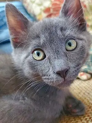 Name Cat Koa