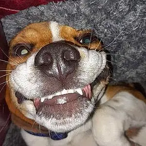 Beagle Dog Baxter