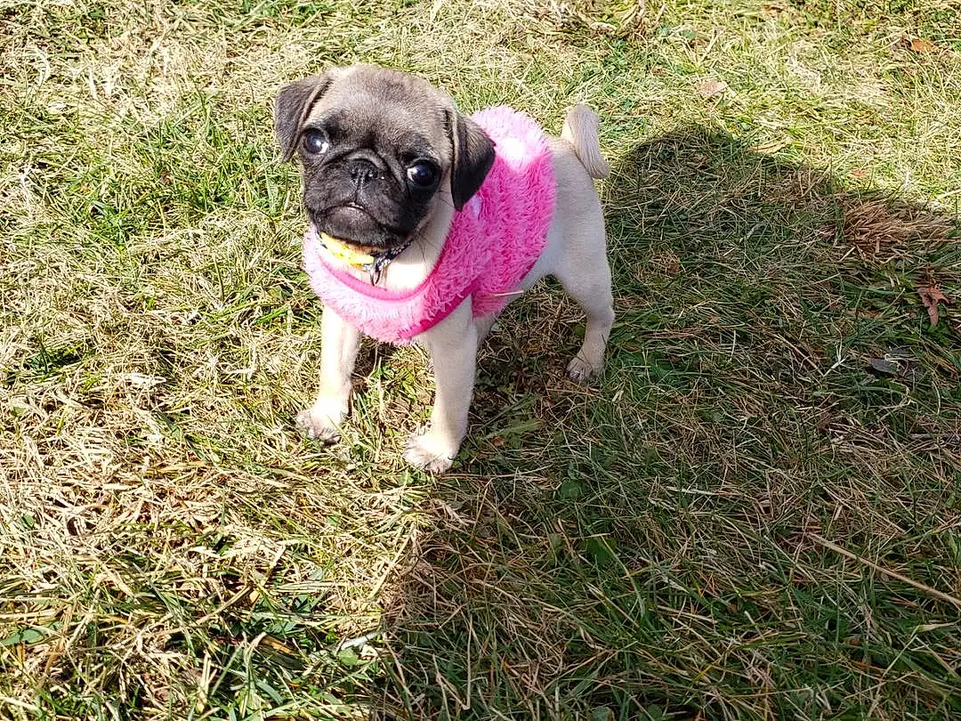 Pug, Dog, Plant, Carnivore, Dog breed, Grass, Fawn, Companion dog, Garden Hose, Toy Dog, Snout, Groundcover, Lawn, Tree, Soil, Tail, Working Animal, Canidae