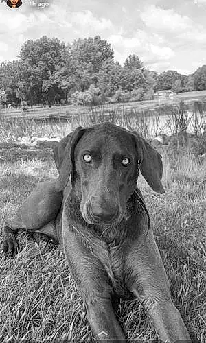 Name Weimaraner Dog Laila