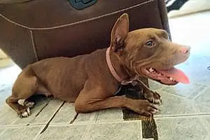 Name Pitt Bull Terrier Dog Babygirl