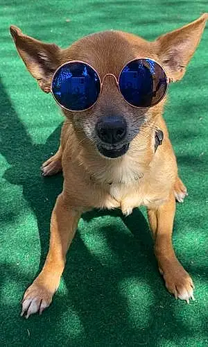 Chihuahua Dog Jake