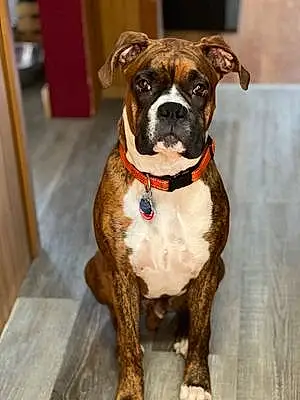 Name Boxer Dog Kratos