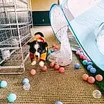 World, Pet Supply, Carnivore, Recreation, Grass, Event, Leisure, Fun, Companion dog, Toy, Tablecloth, Tail, Mesh, Play, Animal Shelter, Tableware, Cage, Rabbit, Circle