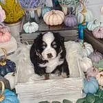 Dog, Blue, Carnivore, Dog breed, Pumpkin, Companion dog, Couch, Plant, Dog Supply, Toy Dog, Spaniel, Event, Toy, Cavalier King Charles Spaniel, Chair, Room, Flower, Furry friends, Working Animal