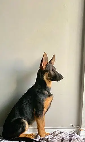 Name German Shepherd Dog Kano