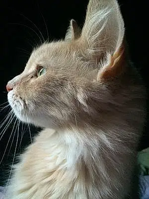 Name Cat Hopper