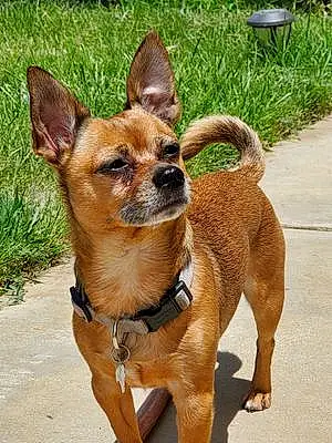 Name Chihuahua Dog Cougar