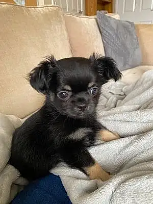 Name Chihuahua Dog Benson
